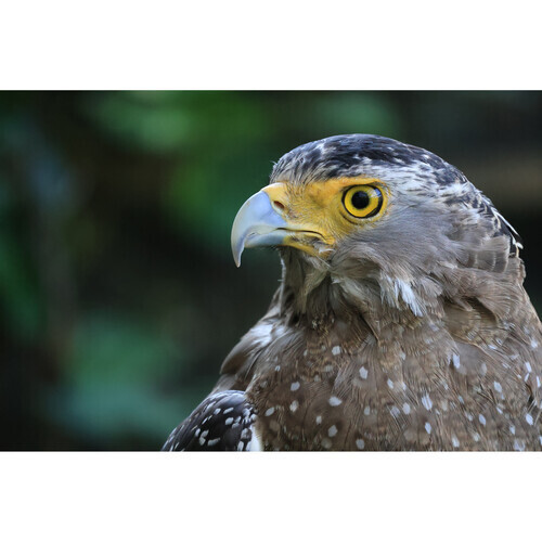 20230210115925_60026576 Canon RF-S 55-210mm F/5-7.1 IS STM Full Frame για Canon RF Μount - Image 8