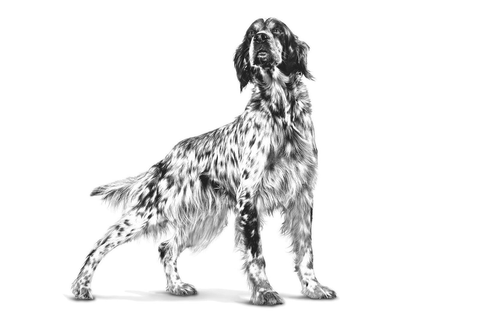 20250410145356_a237ab02 Royal Canin Veterinary 200gr - Image 3