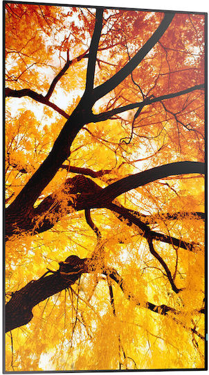 Sharp Public Display 32"
